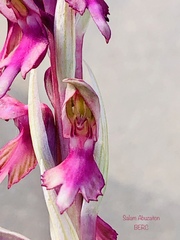 Anacamptis sancta