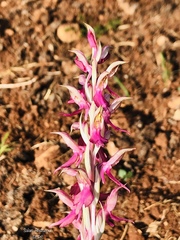 Anacamptis sancta