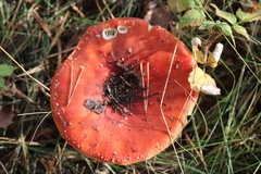 Amanita muscaria