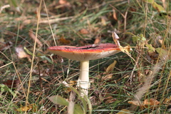 Amanita muscaria
