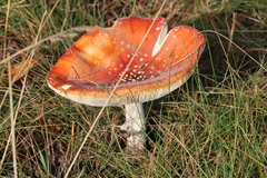 Amanita muscaria