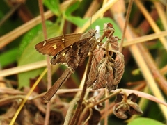 Chioides