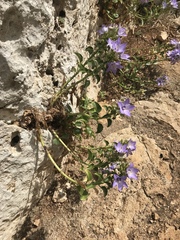 Campanula versicolor tenorei
