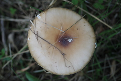 Agaricales