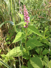 Stachys latidens