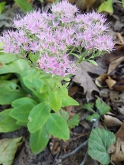 Hylotelephium spectabile