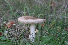 Agaricales