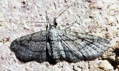 Eupithecia longidens