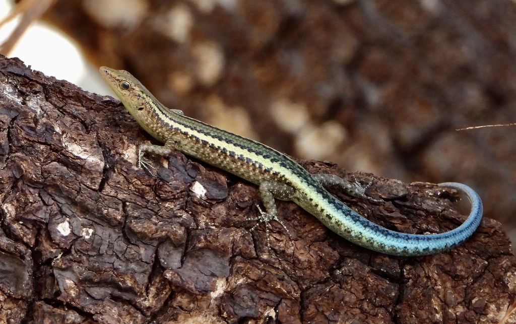 Christmas Island Blue-Tailed Shinning-Skink