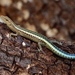 Blue-tailed Snake-eyed Skink - Photo (c) Catalina Tong, some rights reserved (CC BY-NC), uploaded by Catalina Tong
