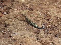 Cryptoblepharus egeriae