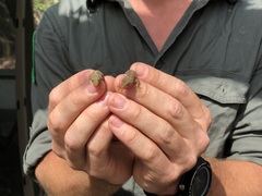 Lepidodactylus listeri