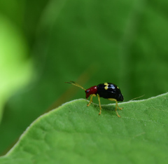 Gynandrobrotica lepida