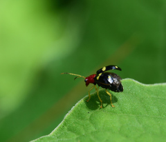 Gynandrobrotica lepida