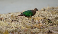 Chalcophaps indica natalis