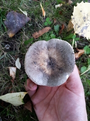 Russula medullata