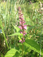 Stachys latidens