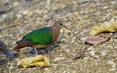 Chalcophaps indica natalis