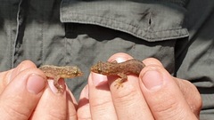 Lepidodactylus listeri