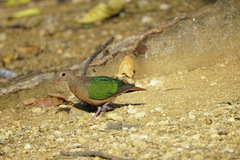 Chalcophaps indica natalis