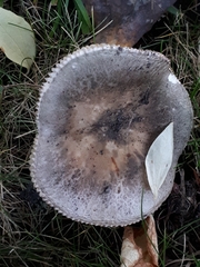 Russula medullata