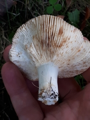 Russula medullata
