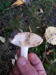 Russula medullata