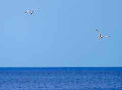 Phaethon lepturus fulvus