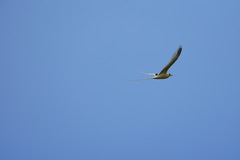 Phaethon lepturus fulvus