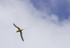 Phaethon lepturus fulvus