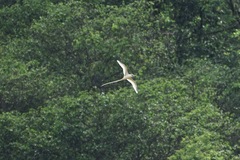 Phaethon lepturus fulvus