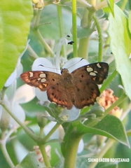 Coladenia indrani