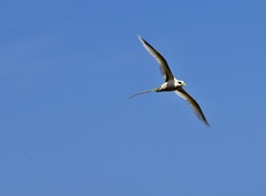 Phaethon lepturus fulvus