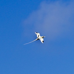 Phaethon lepturus fulvus