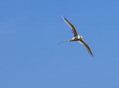 Phaethon lepturus fulvus