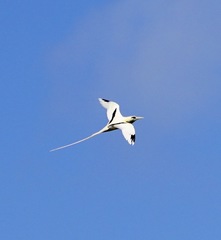 Phaethon lepturus fulvus