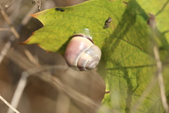 Cepaea nemoralis