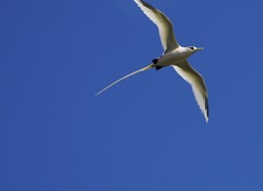 Phaethon lepturus fulvus