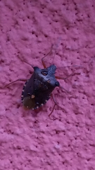 Pentatoma rufipes