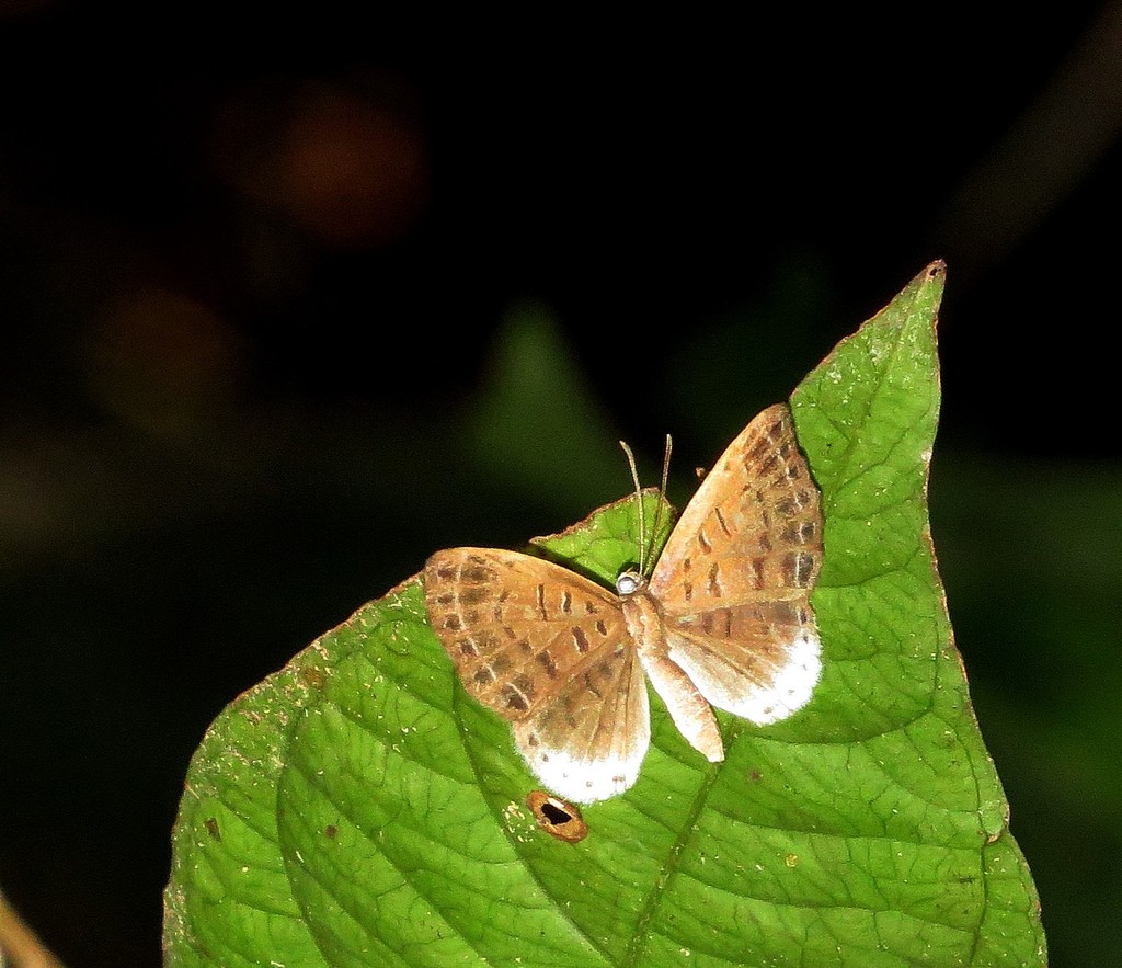 Huebner's Metalmark Butterfly