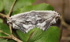 Rhombophylla edentata