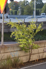 Betula