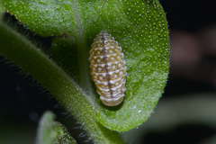 Zygogramma heterothecae