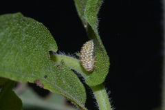 Zygogramma heterothecae