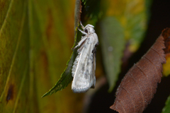 Antaeotricha
