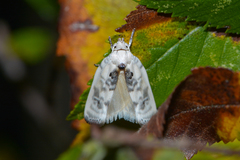 Antaeotricha