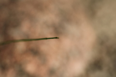 Equisetum arvense