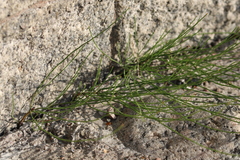 Equisetum arvense