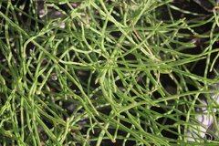 Equisetum arvense