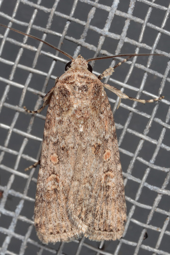 Beet Armyworm Moth photo 3